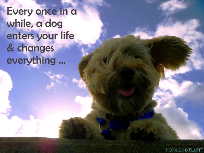 When a dog enters your life ...
